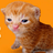 Buy The Cat