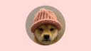 How to Buy Dogwifhat