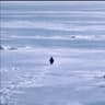 Nietzschean Penguin
